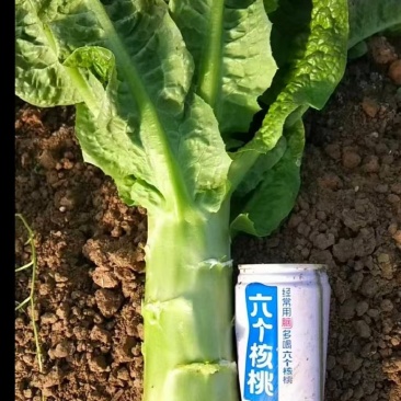 莴笋