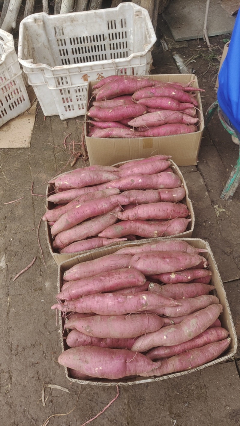 西瓜红和秦5红薯
