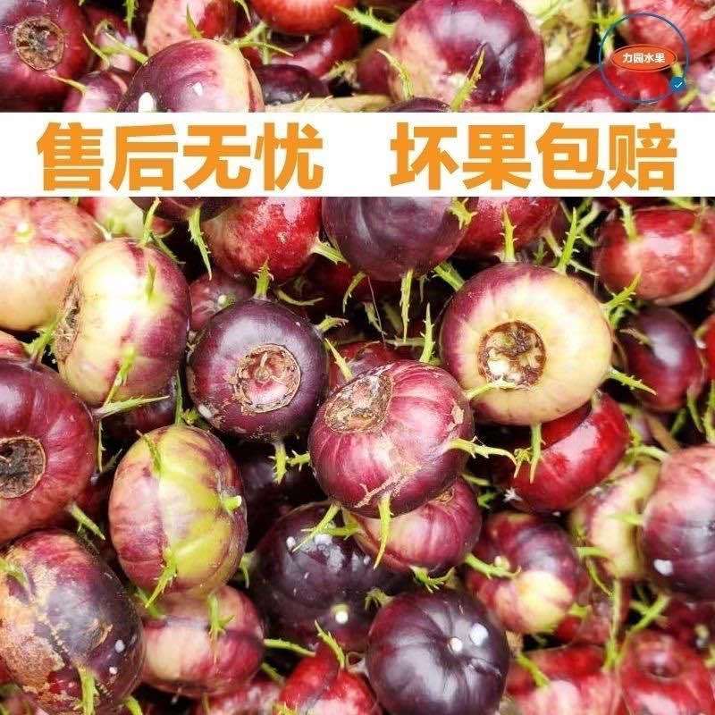 云南红果高山尝鲜正宗新鲜水果鲜果大果蜘蛛现摘当季稀有整箱批发