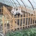 东北散养大鹅