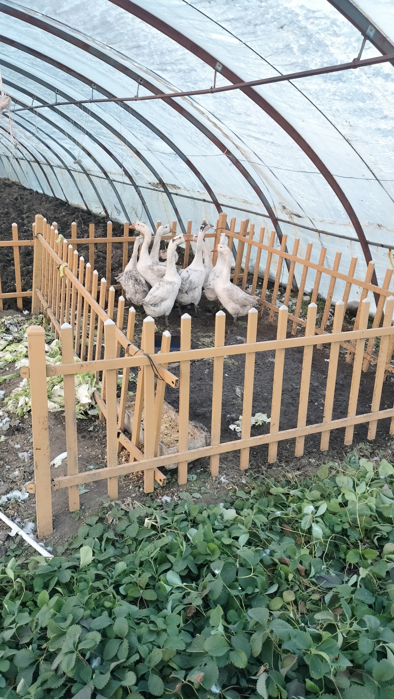 东北散养大鹅