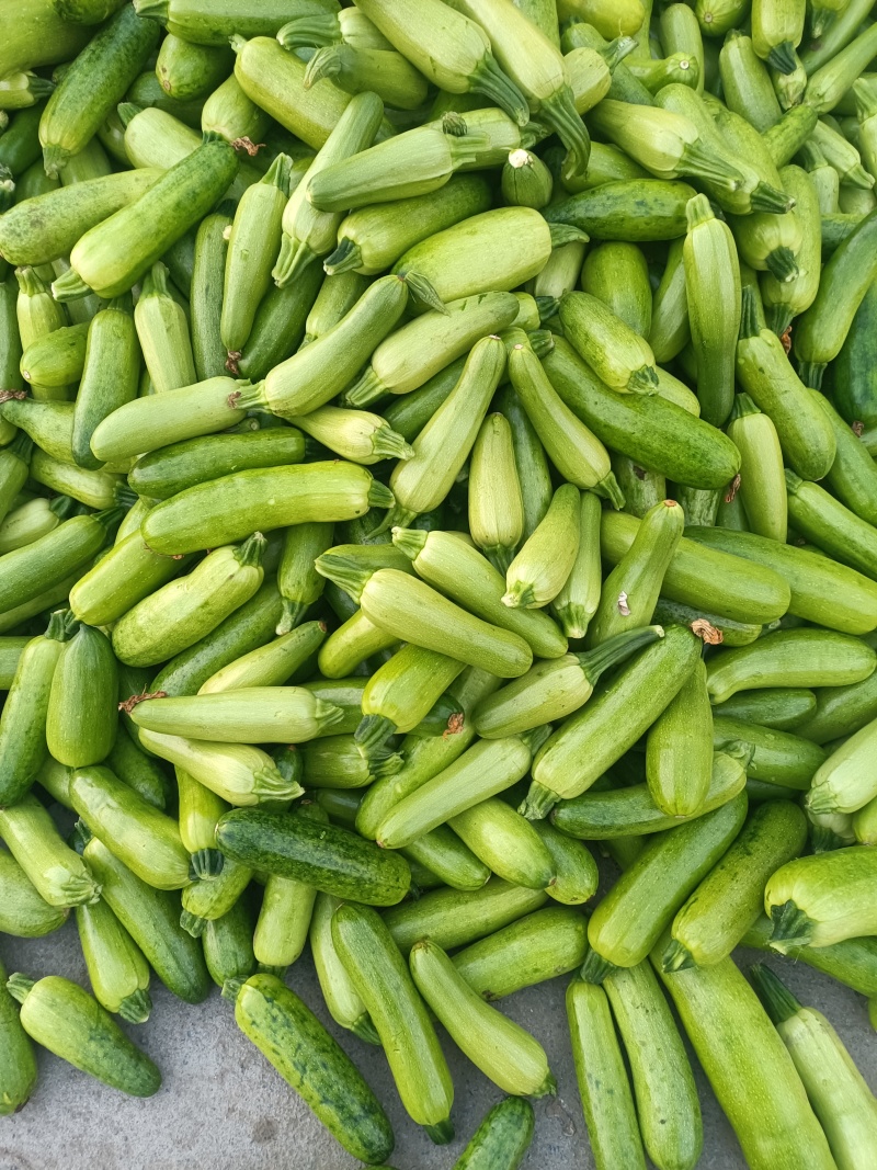 电商西葫芦，食堂西葫芦
