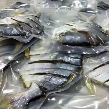 湛江特产金鲳鱼