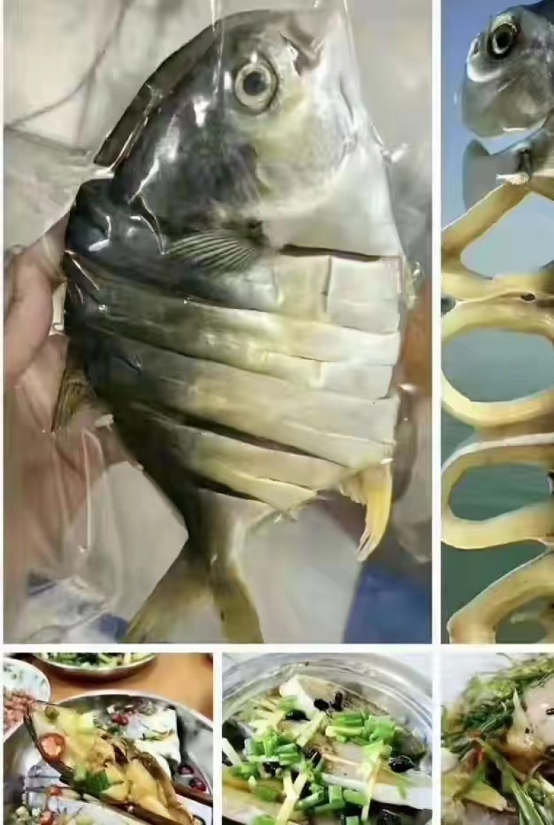 湛江特产金鲳鱼