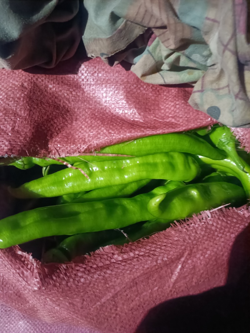 黄皮辣椒