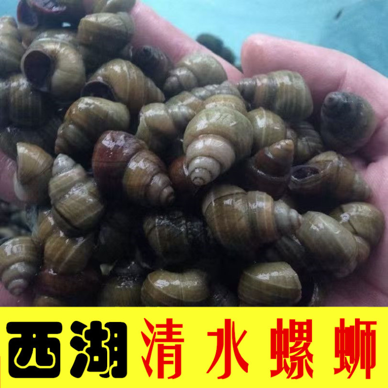 螺蛳