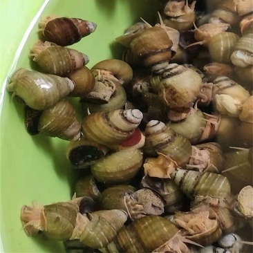 螺蛳