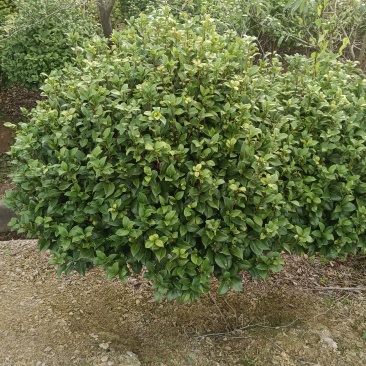 茶花树
