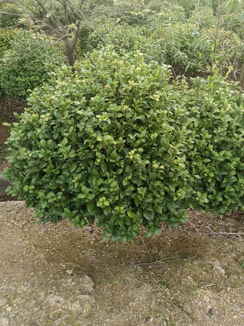 茶花树