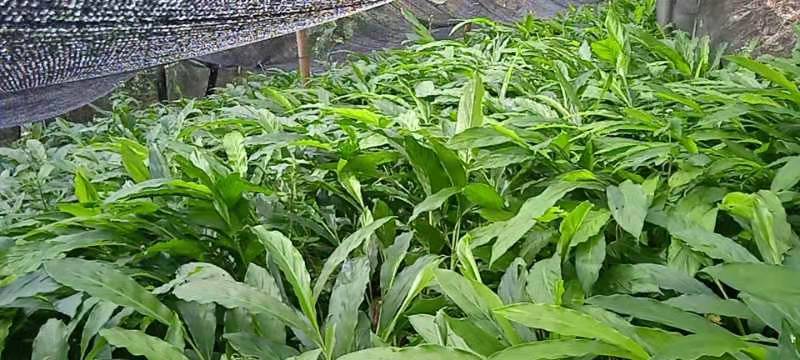 草果苗