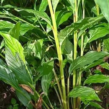 草果苗