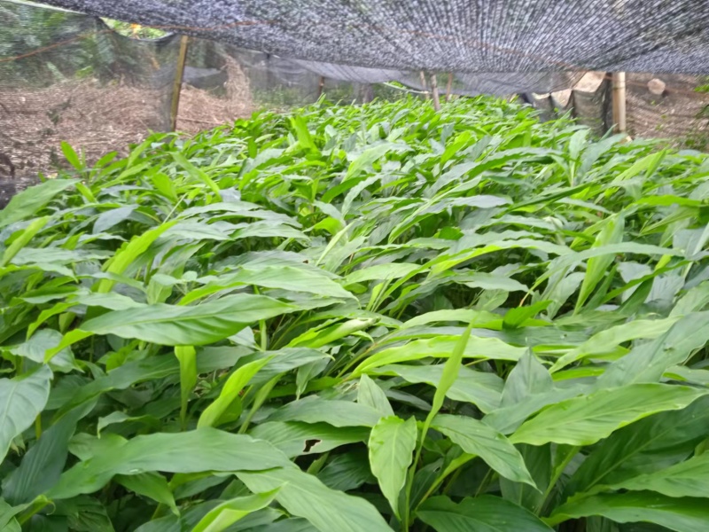 草果苗