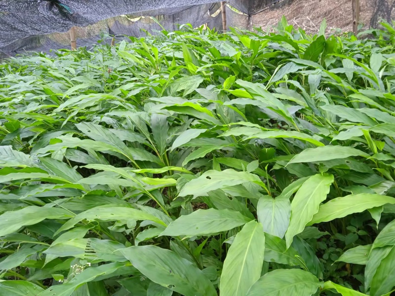 草果苗