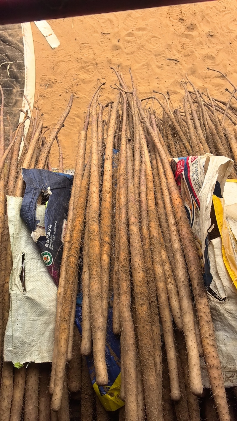 麻山药山药铁棍山药