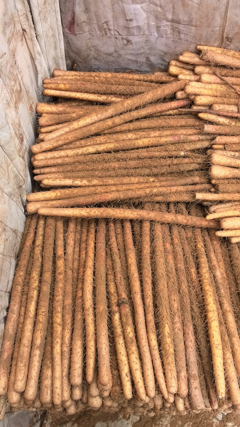 麻山药山药铁棍山药