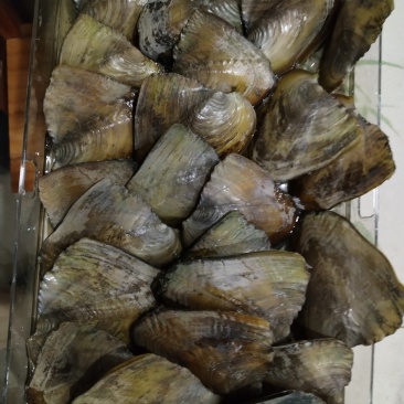 三角河蚌