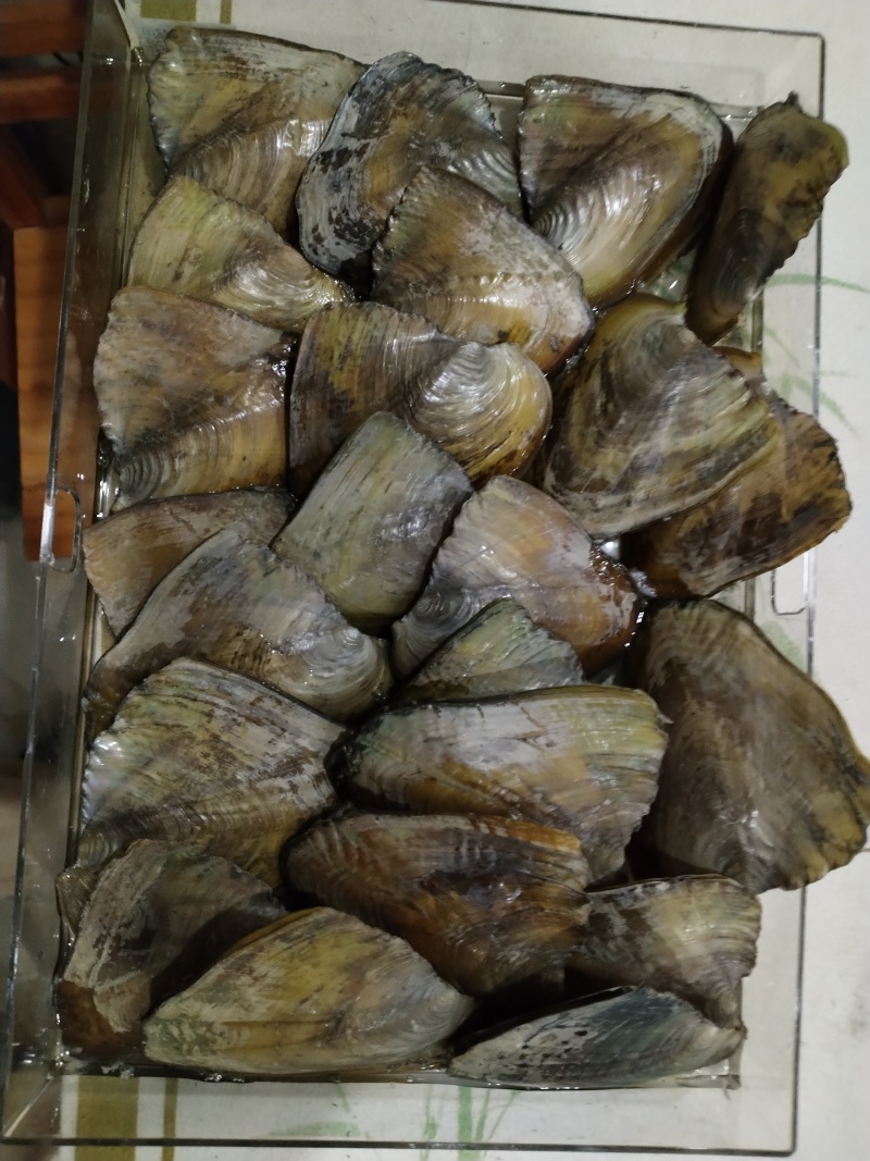 三角河蚌