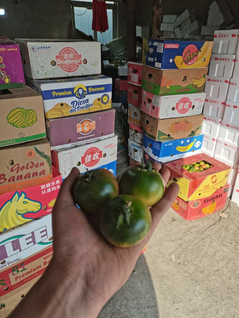 盘锦碱地柿子铁皮柿子绿腚柿子草莓柿子铁皮柿子番茄
