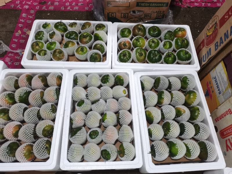 盘锦碱地柿子铁皮柿子绿腚柿子草莓柿子铁皮柿子番茄