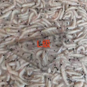 南极磷虾原料，新品到货！
