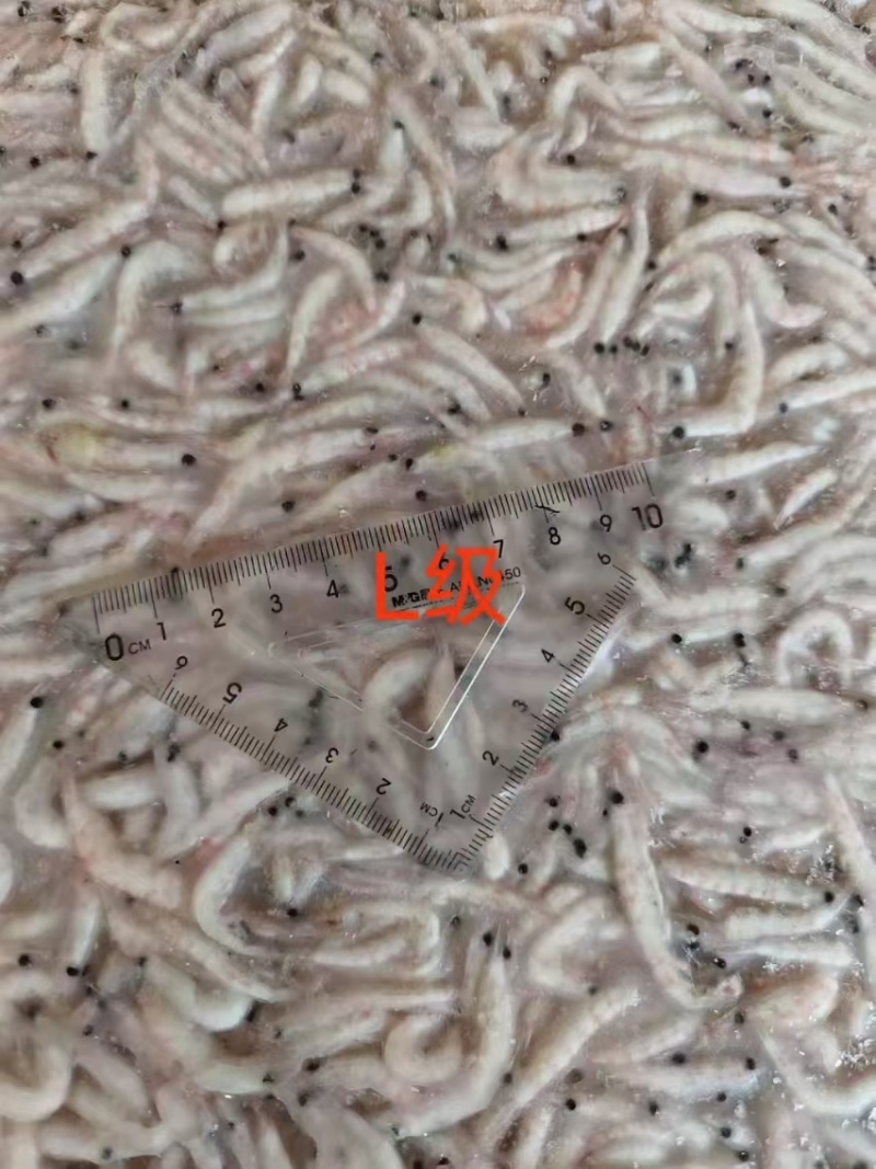 南极磷虾原料，新品到货！