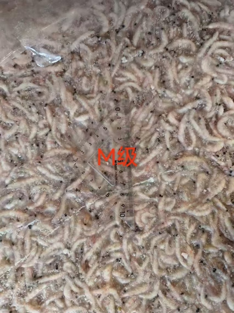 南极磷虾原料，新品到货！