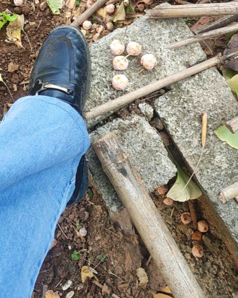 卖银杏果。