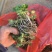 猫爪草种芽种苗价格优惠需要联系