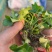 猫爪草种芽种苗价格优惠需要联系