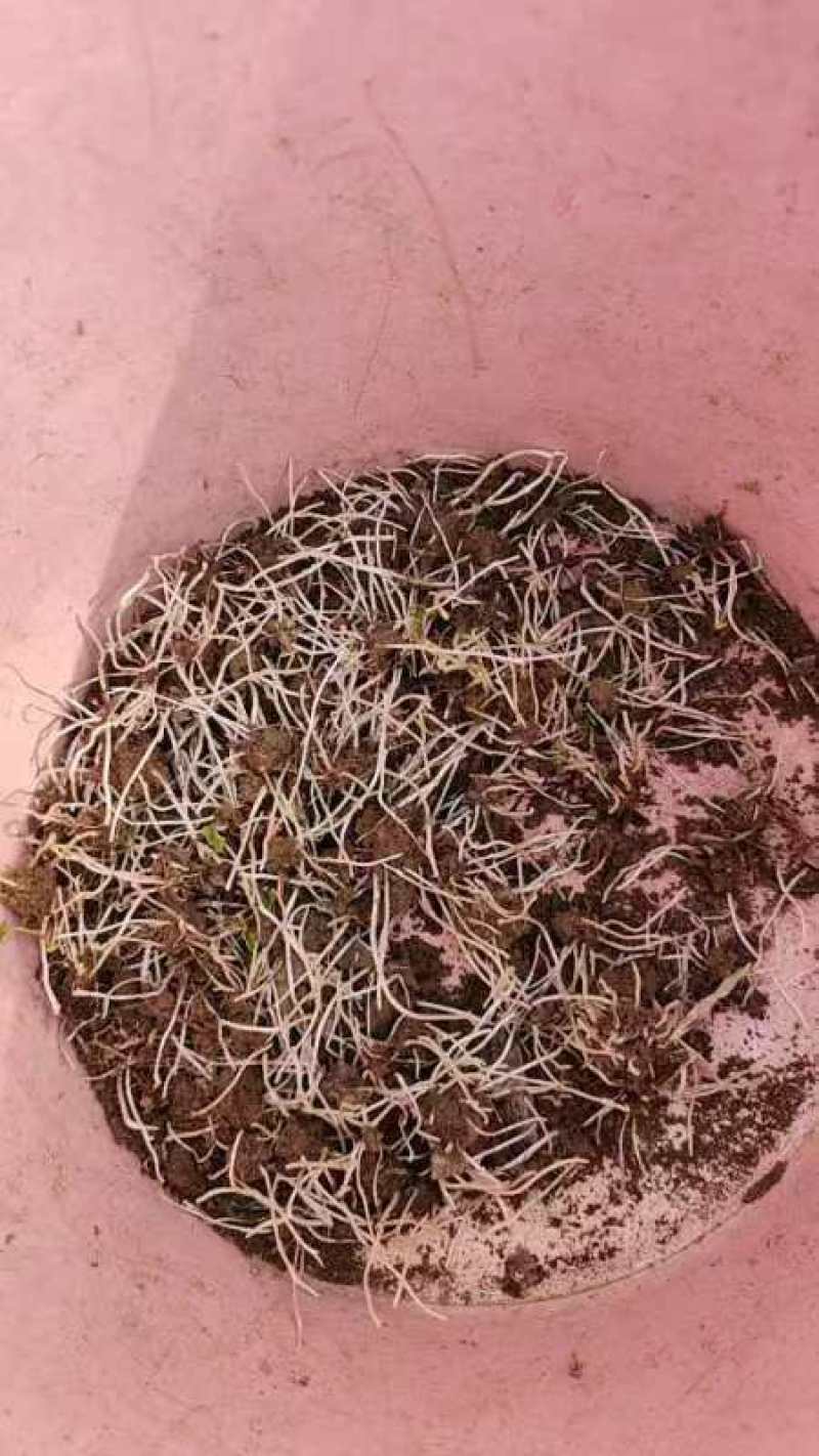 猫爪草种芽种苗价格优惠需要联系我