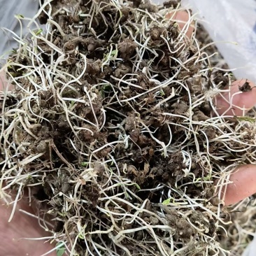 猫爪草种芽种苗价格优惠需要联系我