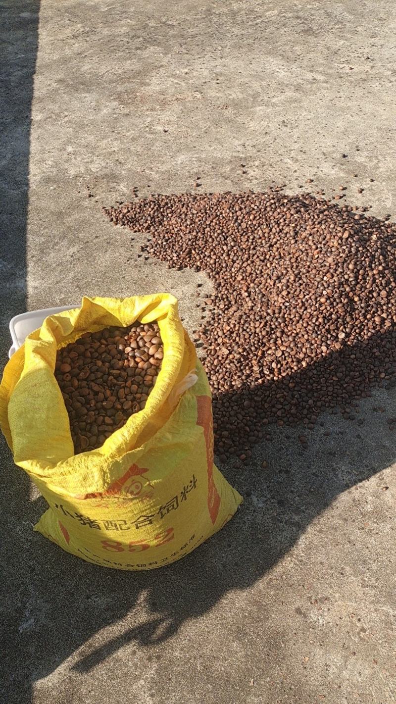 正宗山茶籽油