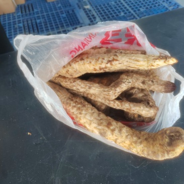新疆大芸