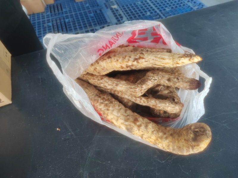 新疆大芸
