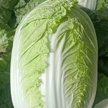 辽宁黄心白菜