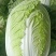 辽宁黄心白菜