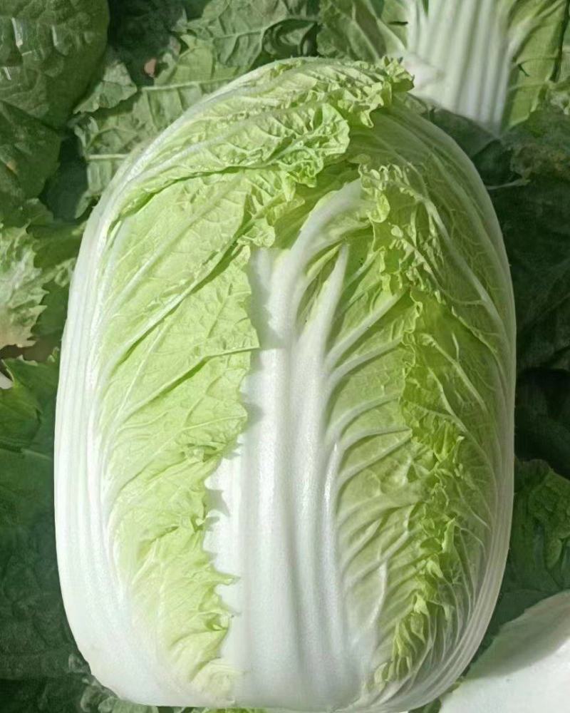 辽宁黄心白菜