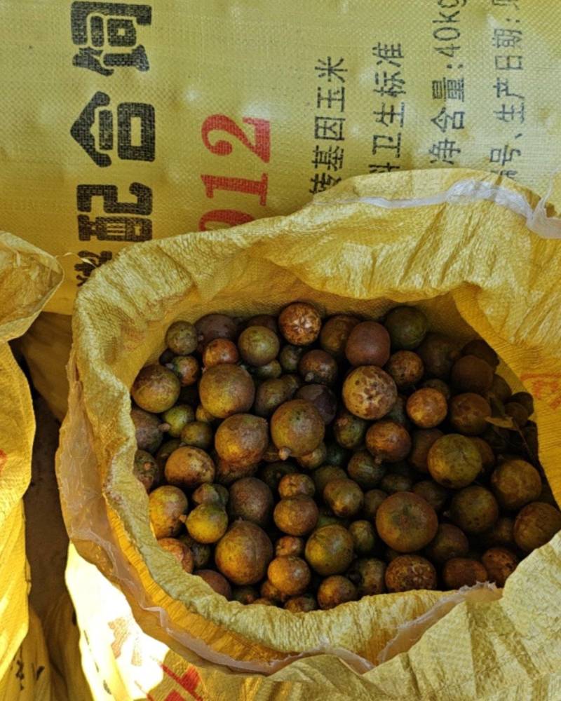 油茶果