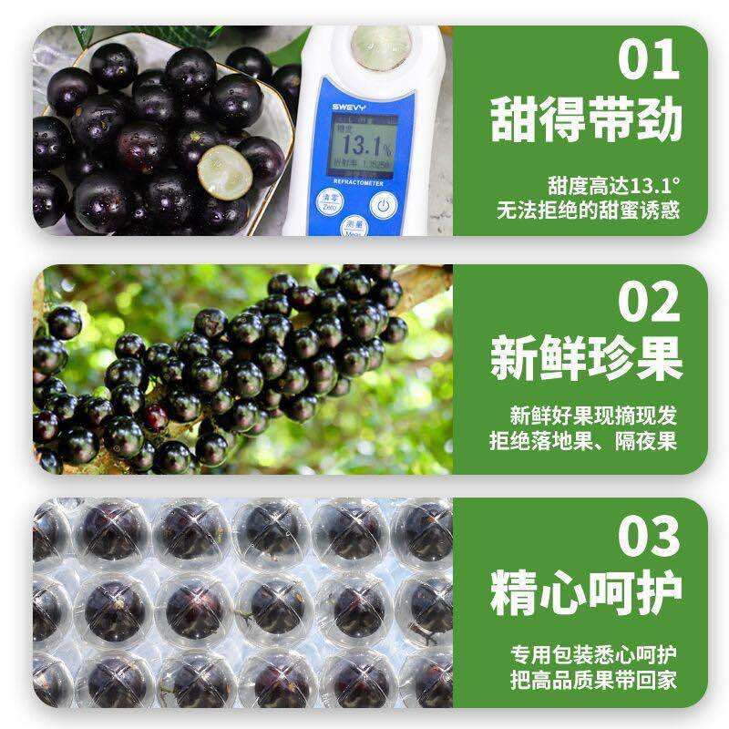 一件代发嘉宝果鲜果树葡萄高端品种新鲜水果孕妇现摘直发当季
