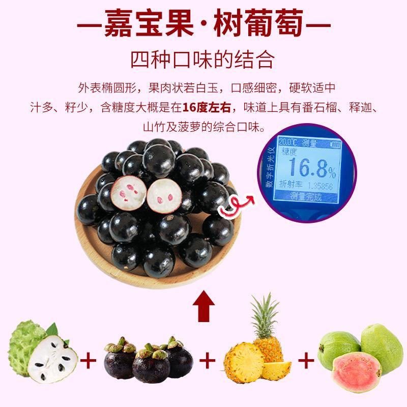一件代发嘉宝果鲜果树葡萄高端品种新鲜水果孕妇现摘直发当季