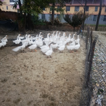 大鹅