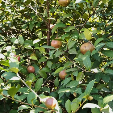 福鼎茶籽