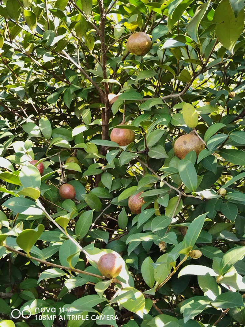 福鼎茶籽