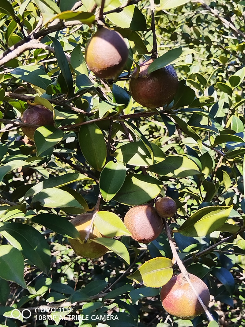 福鼎茶籽