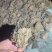 紫稍花。淡水海绵