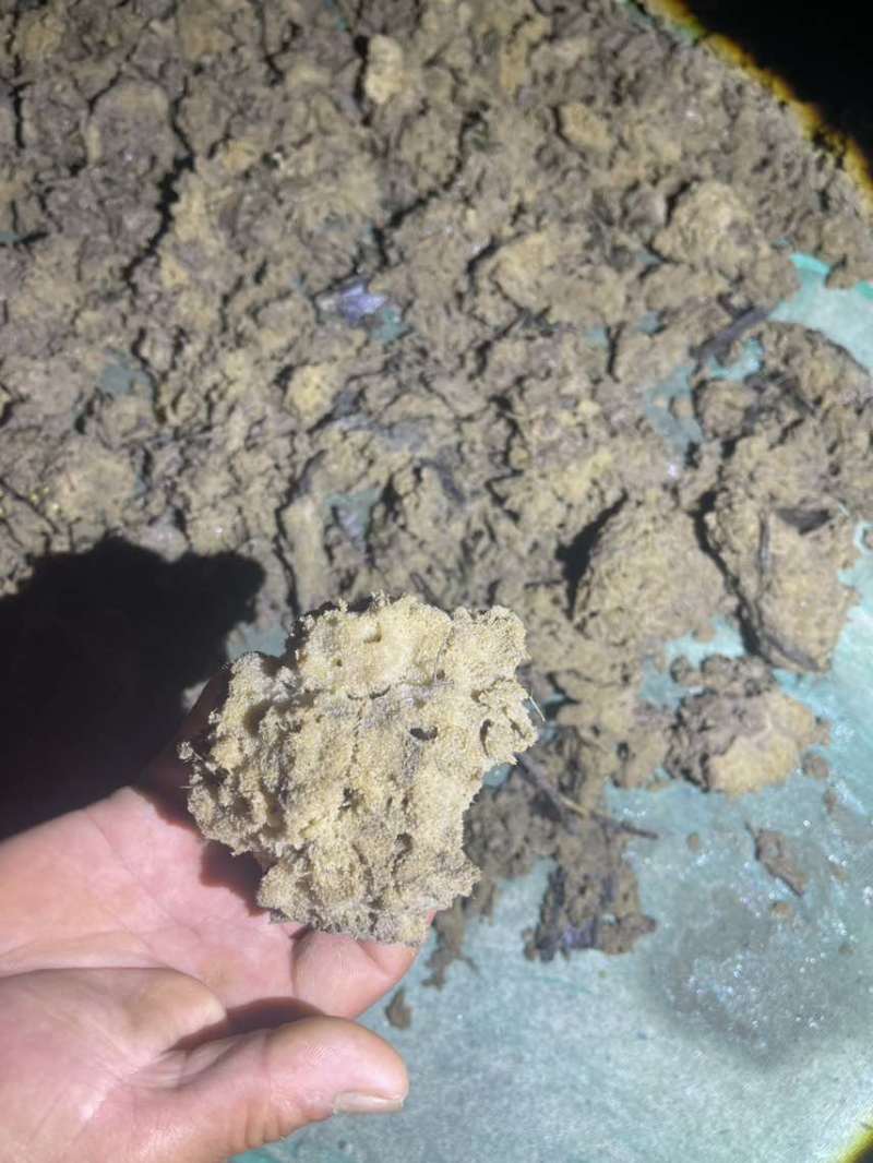 紫稍花。淡水海绵
