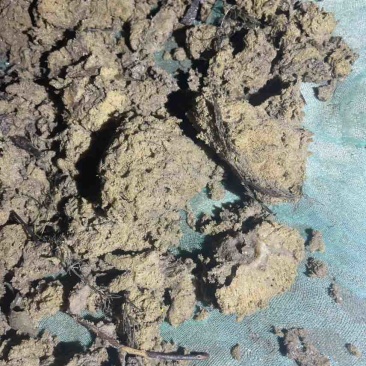 紫稍花。淡水海绵