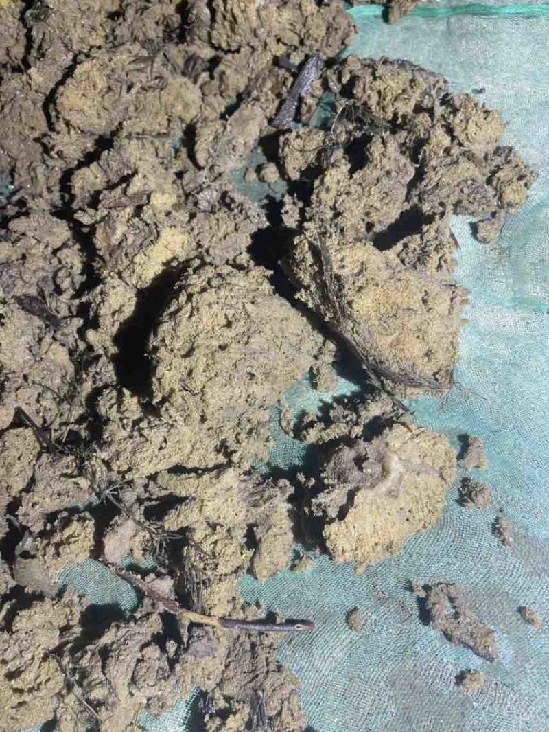 紫稍花。淡水海绵