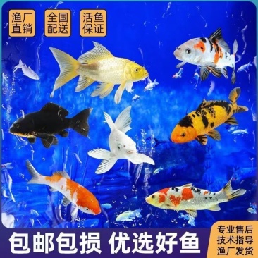 锦鲤观赏鱼