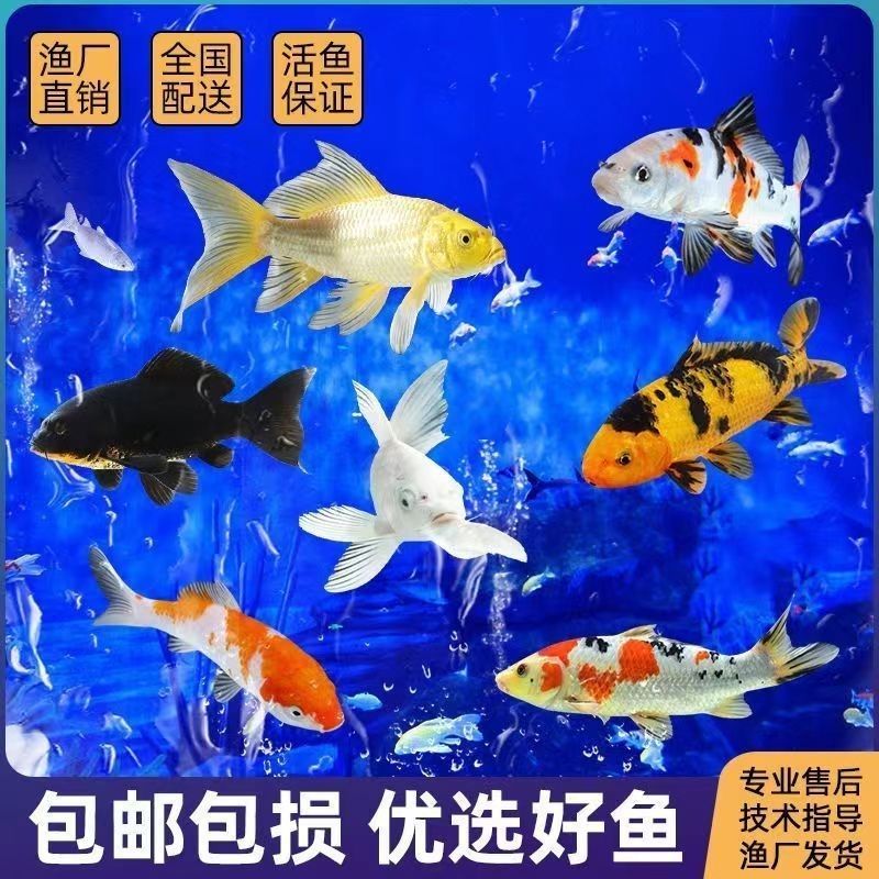锦鲤观赏鱼